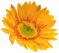 Watercolour sunflower